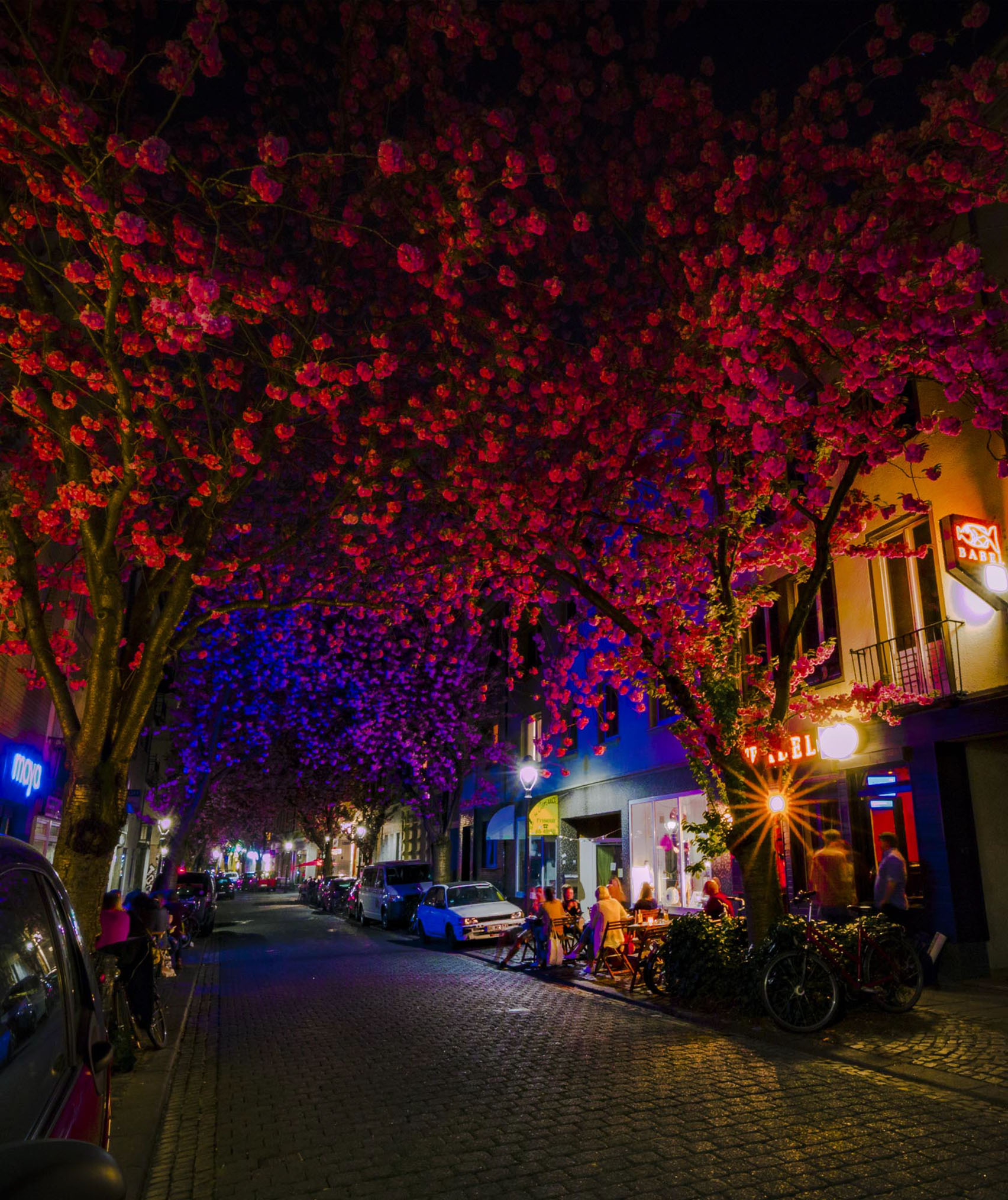 Reise Reportage Fotografie Bonn Life Style Fotografie Bonn Kirschblüte